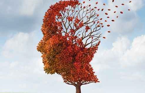 cerebro-otono-45033_493x316